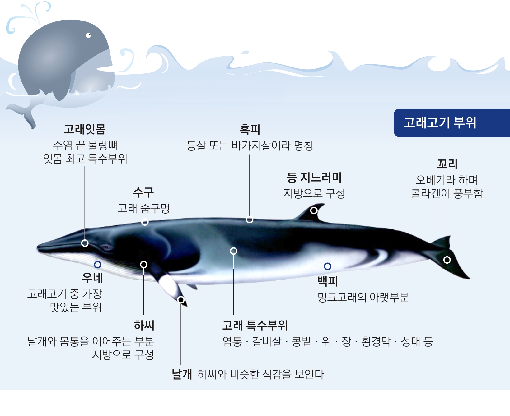 부위별로 12가지 맛, 내맘대로 오만 가지 조리법, 그 신비한 것이 있다는데…'고래?' | 서울신문