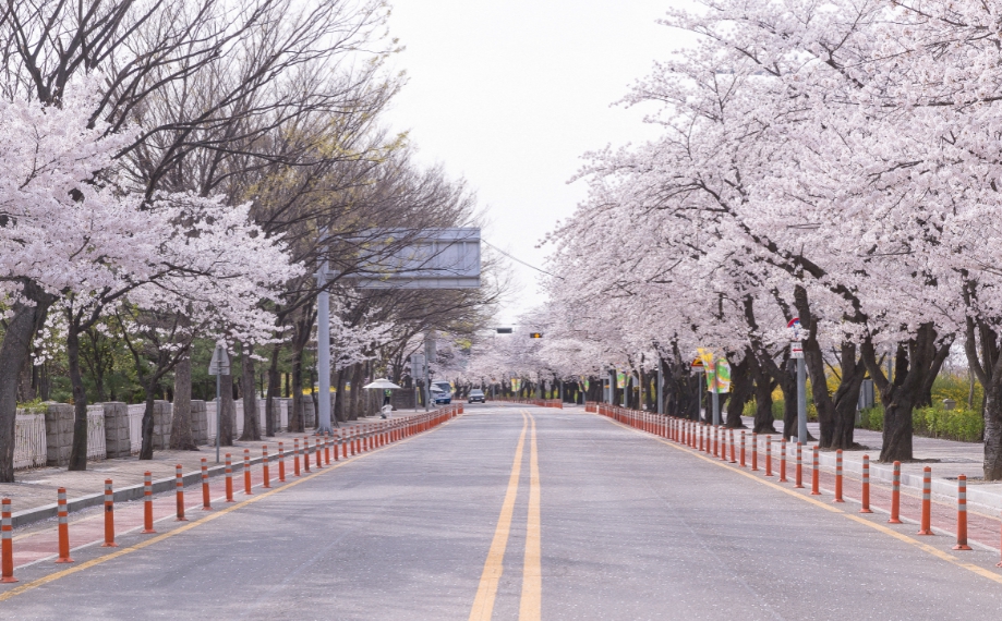 여의도 벚꽃 나들이 일주일만 더 기다리세요…벚꽃길 개방 9일부터 | 서울신문