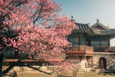 벚꽃만 꽃이더냐…서울관광재단, 다양한 봄꽃 명소 추천