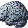“뇌 후두정엽 부위가 인간지능 관장한다”