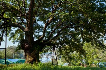 근육질의 남성미를 갖추고 우뚝 서 있는 전곡리 물푸레나무. 우리나라에서 가장 오래된 나무일 뿐 아니라, 크기도 가장 크고 생김새도 가장 아름다운 나무다.