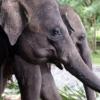 스리랑카 ‘우정의 코끼리’ 한국에 새둥지