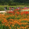 태화강 대공원 꽃향기 즐기세요