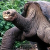 핀타 섬 ‘코끼리 거북’ 멸종됐다