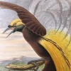 ‘신비로운 새’에 유럽인들은 왜 열광했나