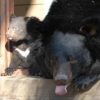 새끼 반달곰 형제 지리산에 야생 방사