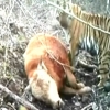 中 지린성에서 소 잡아먹는 시베리아 호랑이 포착
