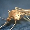모기 물린 곳 대처 방법, ‘일본뇌염 경보’ 십자가 그리면 안 되는 이유