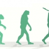 ‘사다리 위’의 진화, 떨어지다