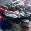 베트남서 220㎏짜리 두꺼비 모양 ‘괴물 영지버섯’ 발견…부르는 게 값