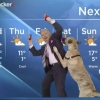 개와 함께 생방송 출연했다가 봉변당하는 기상예보관