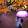 [오늘의 포토영상] 가을비 촉촉히 내리는 서울의 오색단풍 스케치