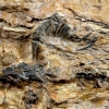 초소형 육식공룡 화석 경남 하동서 발견…두개골 포함 온전한 골격 남아 있어