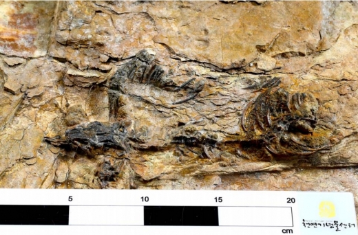 초소형 육식공룡 화석 경남 하동서 발견…두개골 포함 온전한 골격 남아 있어