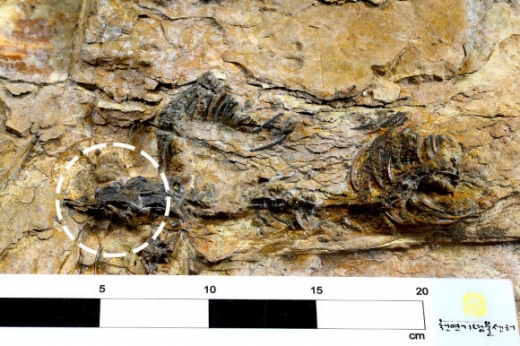 육식공룡 뼈 화석 원형 그대로 첫 발견
