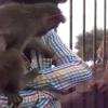관광객 돈 슬쩍하는 흰목꼬리감기원숭이 포착