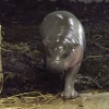 영국 동물원서 태어난 희귀 ‘피그미 하마’ 새끼 인기