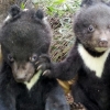 ‘멸종위기’ 지리산 반달곰 새끼 5마리 태어났어요