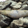 한강서 죽은 채 발견된 멸종위기 쇠돌고래
