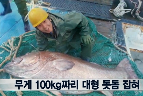 ‘전설의 심해어’ 돗돔, 맛은? 육질 단단하고 담백해