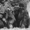 “우리도 사람 같은 자유를”…美동물단체, 실험실에 갇힌 침팬지 대신 소송