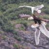 동료 낚아챈 독수리 공격하는 갈매기 포착