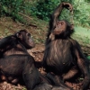 눈치 없는 사람도 많은데...침팬지도 눈치보고 상호협력한다