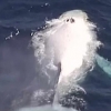 [생생영상] 호주 해안서 포착된 흰 혹등고래