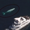 [주간 핫 영상] 호주 바다서 희귀종 흰 혹등고래 발견