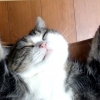 [한줄 영상] ‘저 살아있어요’ 죽은 듯 잠든 고양이 포착
