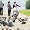 서울에만 4만 5000마리… ‘닭둘기’와 출구없는 전쟁