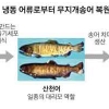 물고기판 ‘대리모’로 멸종위기 어류 복원