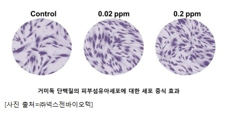 넥스젠바이오텍, 피부 개선 탄력 신소재 ‘거미독 단백질’ 개발 및 대량 생산 성공