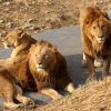 서울대공원 동물들 “우리 두바이로 이사 가요”