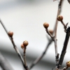 [서울포토]청계천 산수유 나무에 맺힌 꽃봉오리