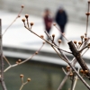 [서울포토]청계천 산수유 나무에 맺힌 꽃봉오리