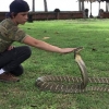 ‘뱀은 내 친구!’ 킹코브라 애완견처럼 다루는 12살 소년