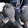지리산 반달곰 새끼 5마리 탄생… 삼둥이 포함