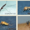 질병의 판도라 상자…세계는 모기와 전쟁 중