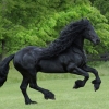 세계에서 가장 잘생긴 馬, 조각상 같은 ‘프레더릭 그레이트’