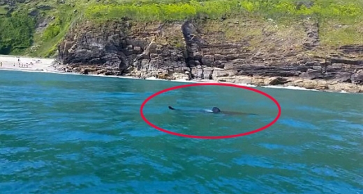 영국 해변 5.5m 돌묵상어 출몰... 피서객들 ‘화들짝’