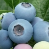 항산화 대표 열매... 무농약 유기농 블루베리 맛본다
