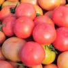 식물의 혈관 ‘체관’ 조절해 토마토 생산성 높인다