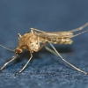 일본뇌염 옮기는 모기 부산서 첫 발견…전국 주의보 발령