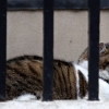 영국 총리 바뀌어도 ‘쥐잡이 보좌관’ 고양이 래리는 ‘유임’