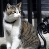 영국 수렵보좌관 고양이 ‘래리’ 캐머런은 가도 남는 이유
