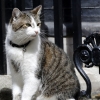 [포토] “저 유임됐어요” 캐머런 전 영국 총리 총애받은 수렵보좌관 고양이 래리