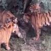 (영상) 백두산 호랑이, 집단 공격당해 숨져