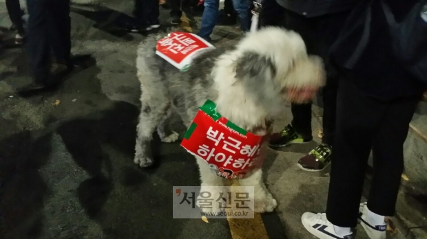 [서울포토] 반려견도 ‘박근혜 하야’