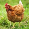 [핵잼 라이프] 햇빛 많이 보고 낳은 달걀 비타민D가 더 풍부하닭!